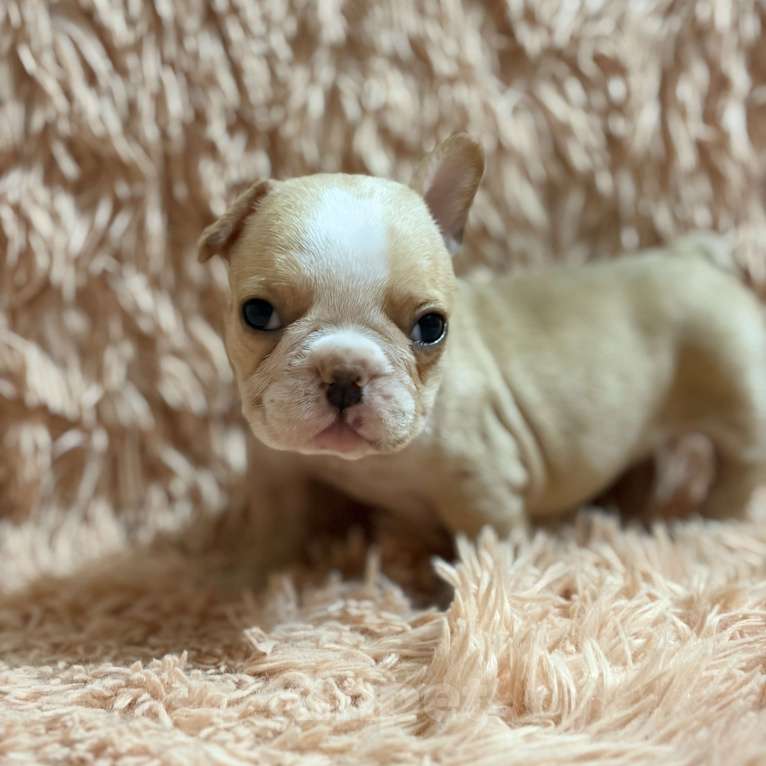 Собаки в Туле: Французский бульдог Мальчик, 25 000 руб. - фото 1