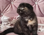 Кошки в Калуге: Шотландский вислоухий котенок Девочка, 49 000 руб. - фото 8