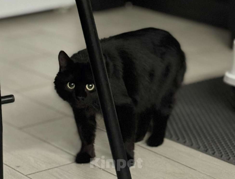 Кошки в Москве: Лилька - кошка, которая выжила Девочка, Бесплатно - фото 2