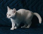 Кошки в Клине: Ассоль — стройная и воздушная кошечка, словно балерина Девочка, Бесплатно - фото 6