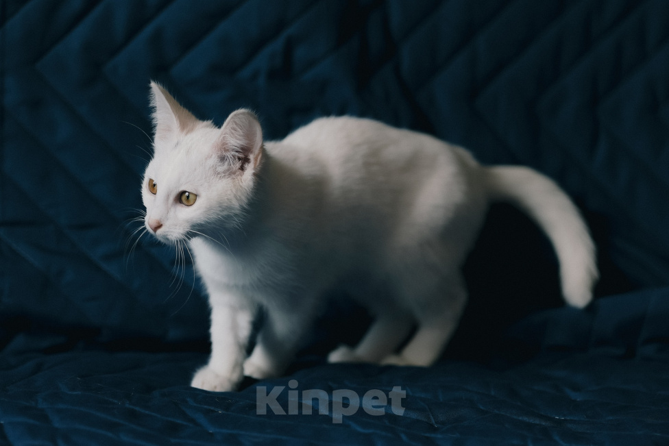Кошки в Клине: Ассоль — стройная и воздушная кошечка, словно балерина Девочка, Бесплатно - фото 6