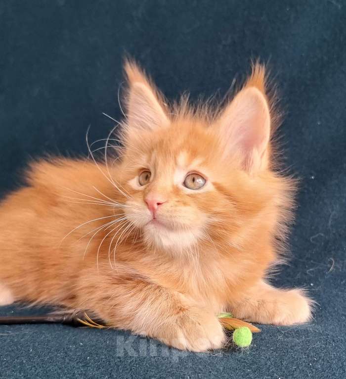 Кошки в Санкт-Петербурге: котенок мейн кун Мальчик, Бесплатно - фото 2