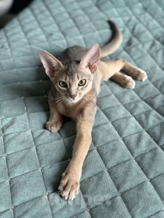 Кошки в Краснодаре: Абиссинский котенок голубого окраса  Девочка, 75 000 руб. - фото 2