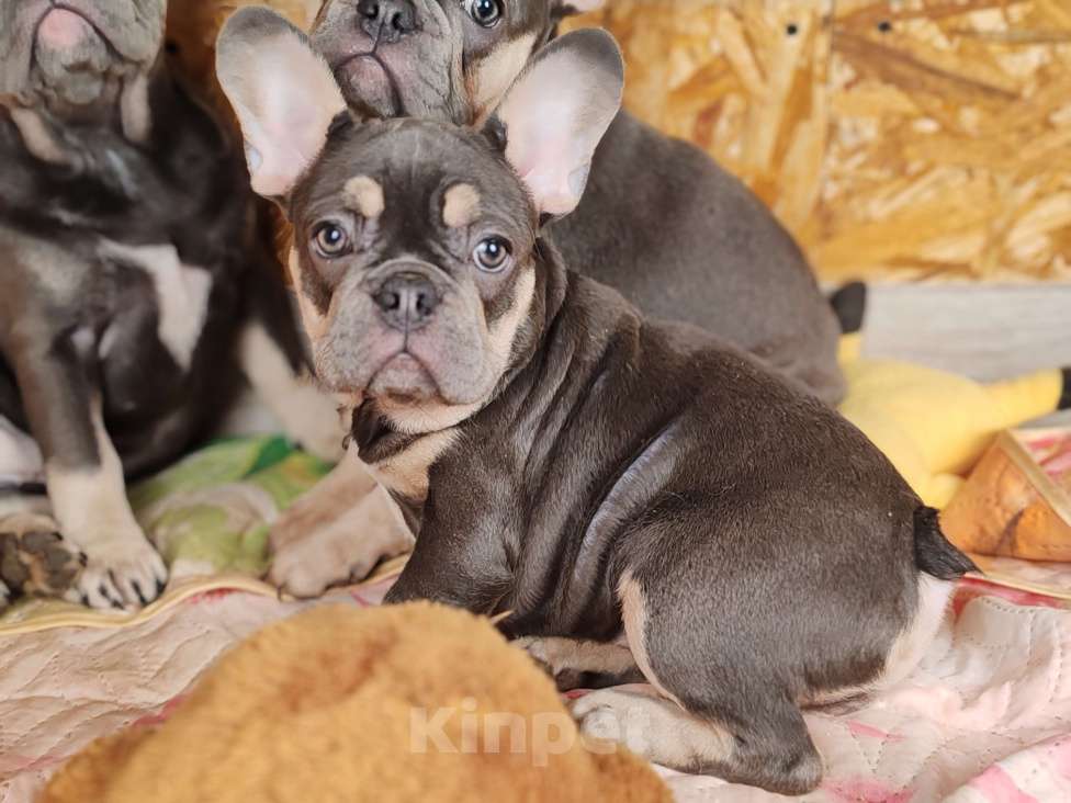 Собаки в Санкт-Петербурге: Шикарная голубая девочка Девочка, 70 000 руб. - фото 5