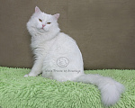 Кошки в Санкт-Петербурге: Сибирский клубный котенок с документами и вакцинациями Девочка, Бесплатно - фото 7