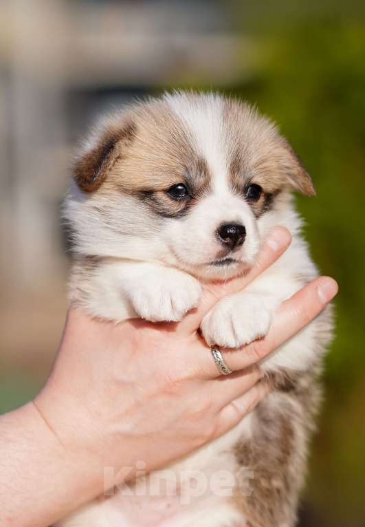 Собаки в Санкт-Петербурге: Щенки Вельш Корги Пемброк Мальчик, 60 000 руб. - фото 10