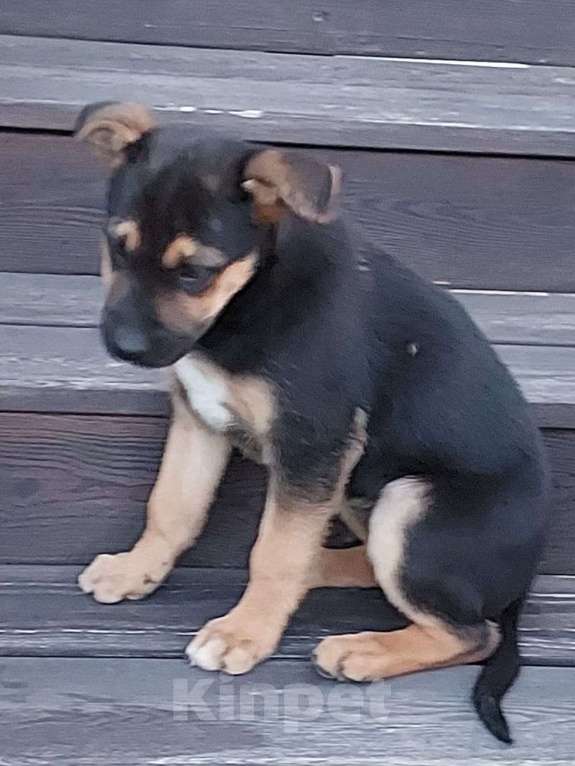 Собаки в Подольске: В добрые руки Девочка, 1 руб. - фото 2