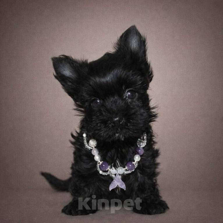 Собаки в Москве: Цветной йорк черная кукла Девочка, 70 000 руб. - фото 1