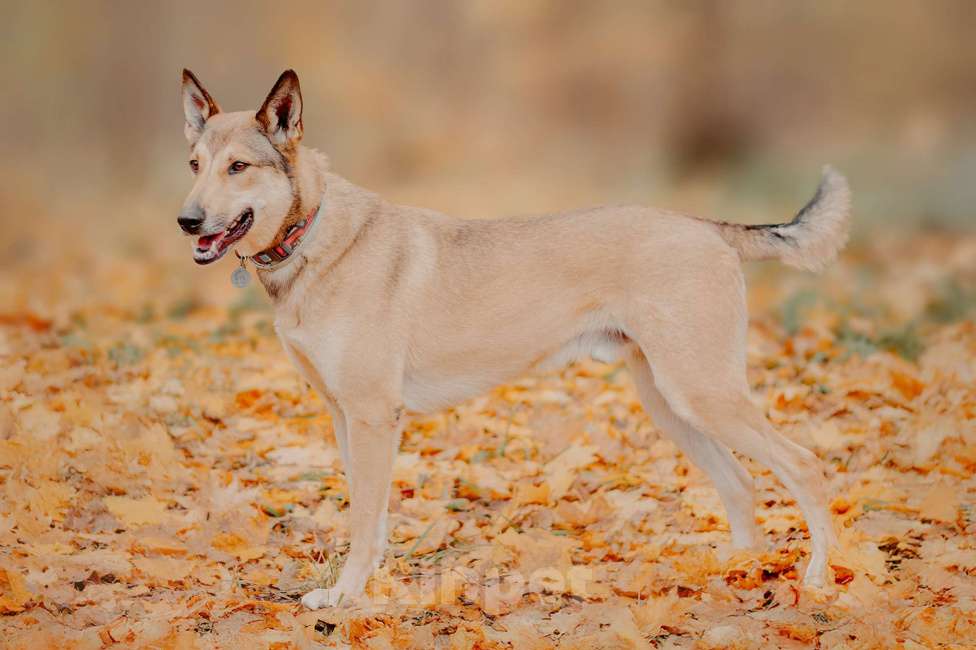Собаки в Москве: Платон — собака, чья любовь стоит доверия Мальчик, Бесплатно - фото 7