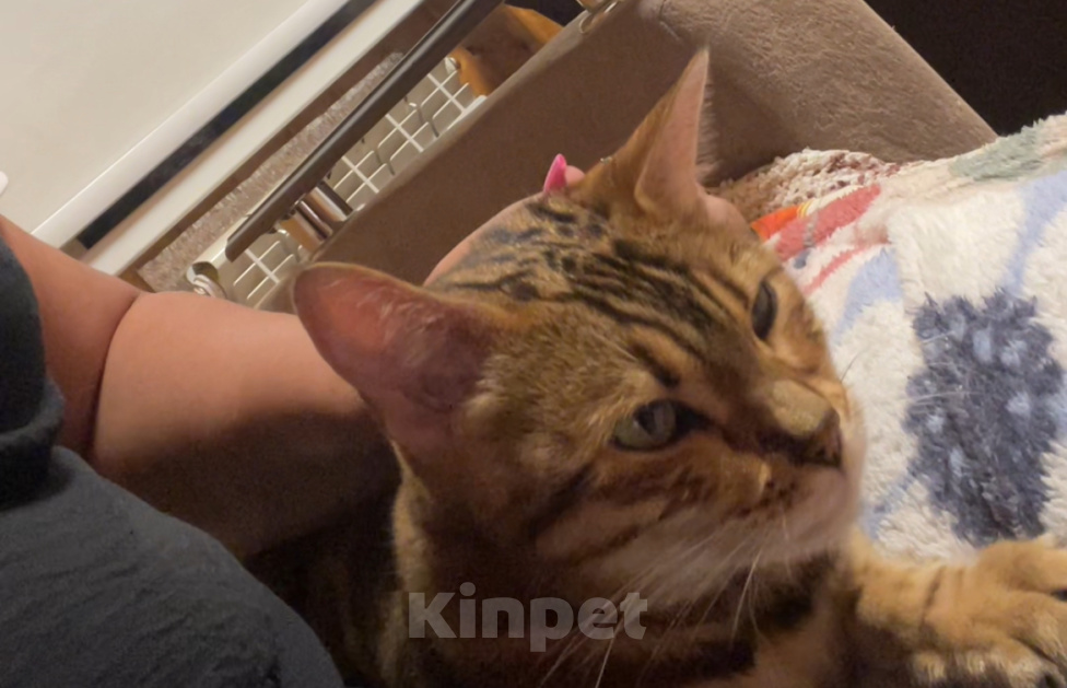 Кошки в Чебоксарах: Кошка «Тея» хочет доброго хозяина Девочка, 53 руб. - фото 1