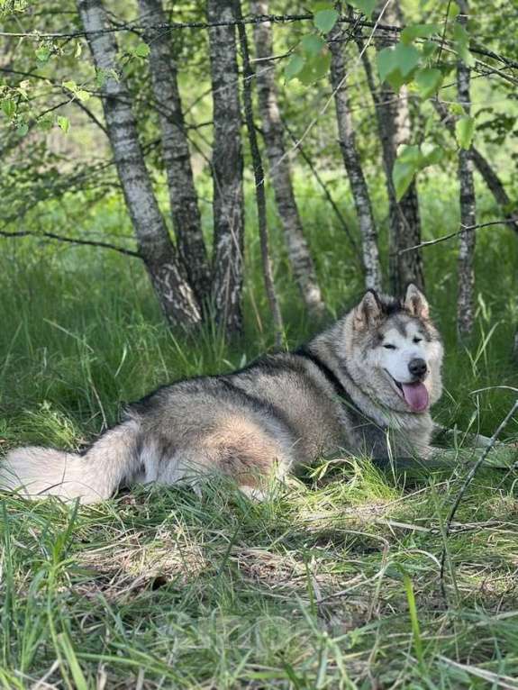 Собаки в Москве: Маламут Аякс в добрые руки Мальчик, 1 руб. - фото 10