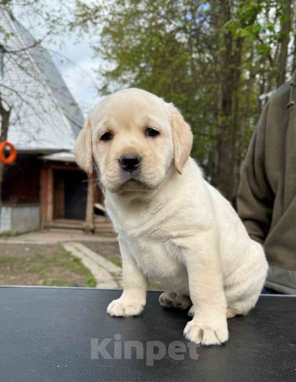 Собаки в Москве: Лабрадор палевый девочка от пары Интеров Девочка, 60 000 руб. - фото 2