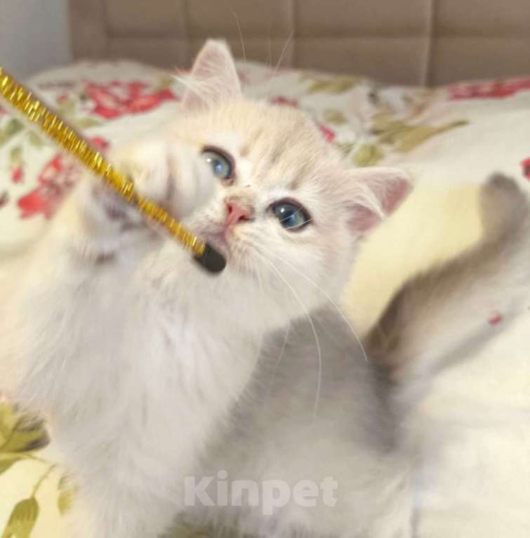 Кошки в Москве: Редкая голубая Золотая шиншилла Девочка, 45 000 руб. - фото 3