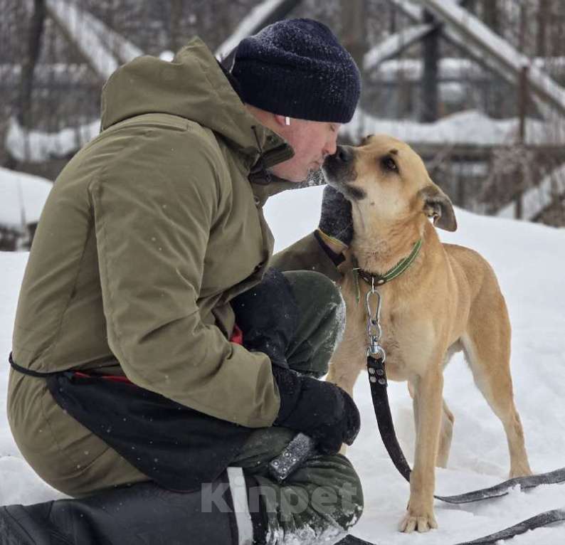 Собаки в Королеве: Пай  – красавчик, умничка и просто чудесный пёс! Мальчик, Бесплатно - фото 8