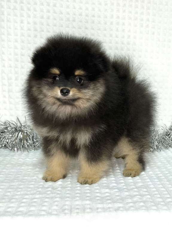 Собаки в Туле: Мальчик черно-подпалый щенок  Мальчик, 35 000 руб. - фото 1