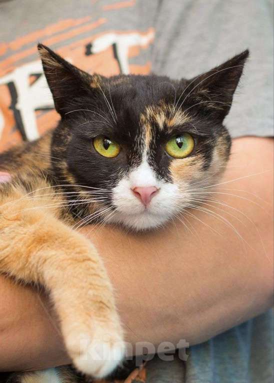 Кошки в Москве: Трехцветная кошечка Аня ищет дом  Девочка, Бесплатно - фото 3