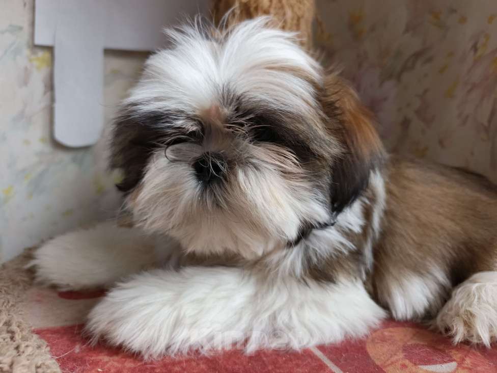 Собаки в Железногорске: Щенки ши-тцу Мальчик, 60 000 руб. - фото 8