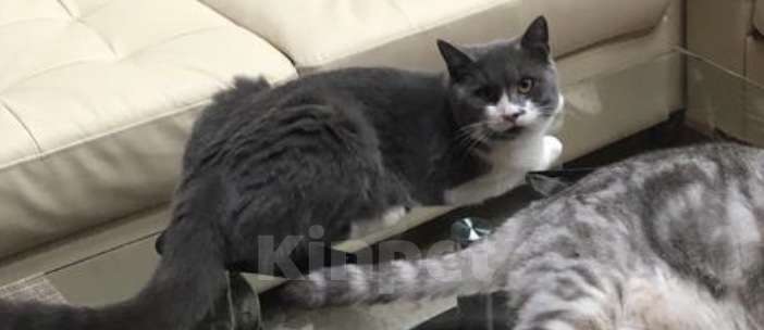 Кошки в Москве: Потерялся кот  Мальчик, 5 000 руб. - фото 1