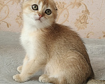 Кошки в Курганинске: Продаются шотландские котята Девочка, Бесплатно - фото 6