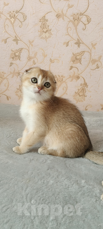 Кошки в Курганинске: Продаются шотландские котята Девочка, Бесплатно - фото 6