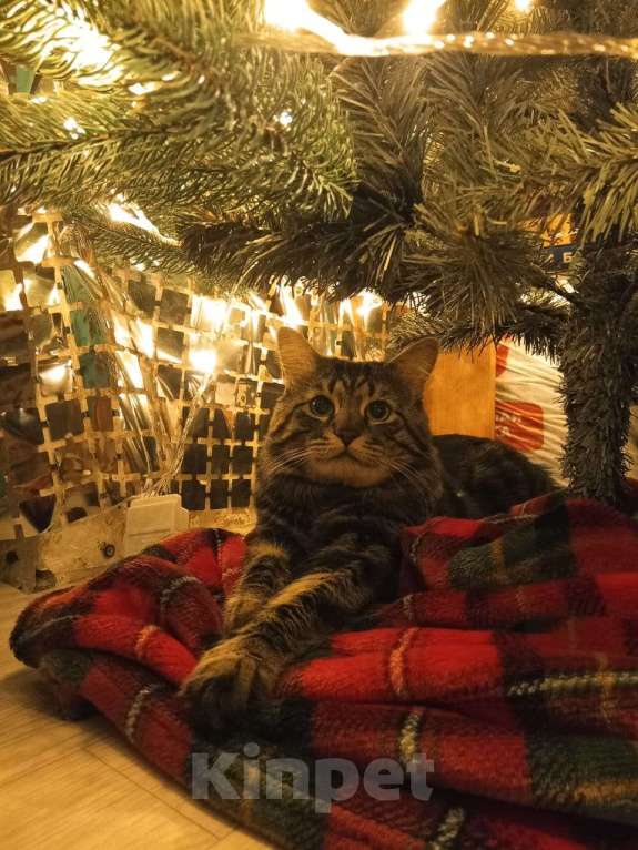 Кошки в Орле: Котик Мальчик, Бесплатно - фото 4