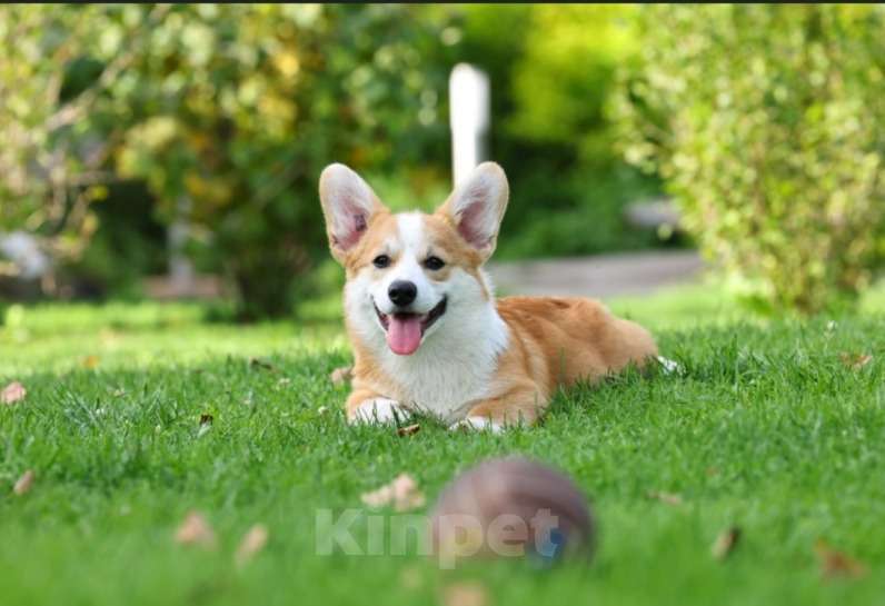 Собаки в других городах Алтайского края: Щенки вельш корги пемброк  Мальчик, 70 000 руб. - фото 2