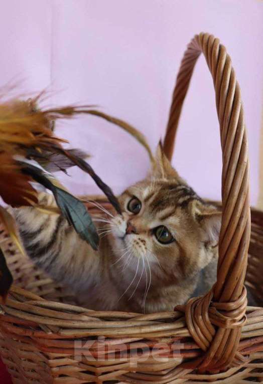 Кошки в Москве: Шотландский котик Мальчик, 40 000 руб. - фото 3