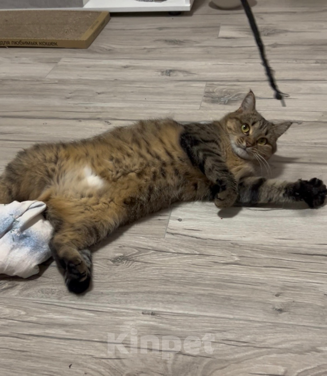Кошки в Уфе: Кошка булочка в добрые руки Девочка, Бесплатно - фото 3