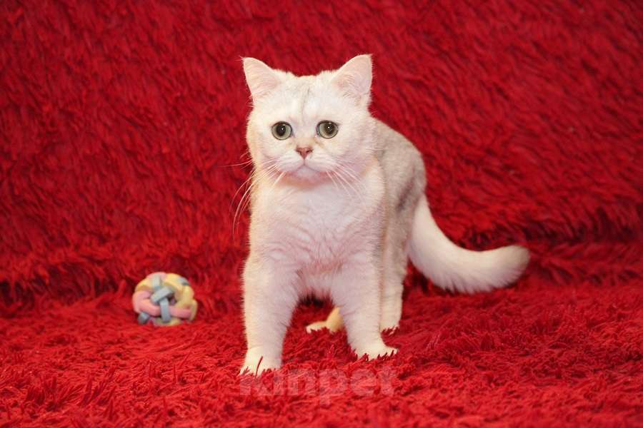 Кошки в Москве: Британский кот Маффин ищет дом! Мальчик, Бесплатно - фото 1