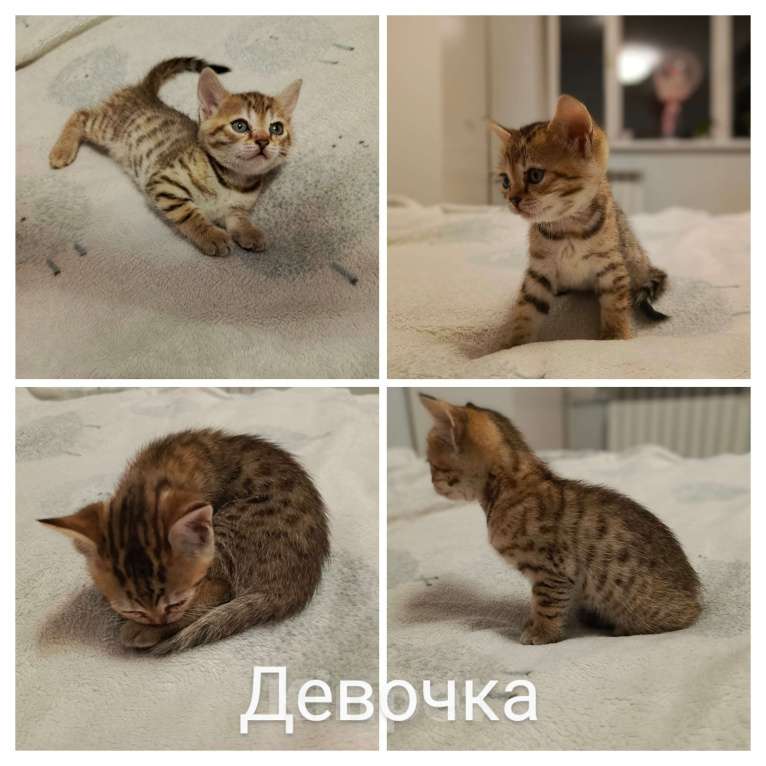 Кошки в Новосибирске: Мраморные котията  Мальчик, 7 000 руб. - фото 6