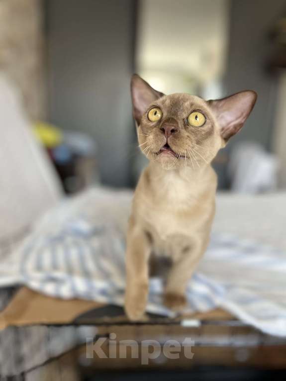 Кошки в Казани: Кот Бурмы Мальчик, 50 000 руб. - фото 3