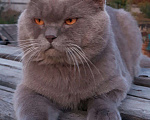 Кошки в Белгороде: Вязка, 1 300 руб. - фото 1