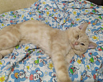 Кошки в Дзержинске: Кот (вязка), 500 руб. - фото 2
