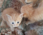 Кошки в Игарке: Котята, Бесплатно - фото 4