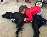 Собаки в Москве: Добрый лабрадор Блек в добрые руки Мальчик, 1 руб. - фото 3