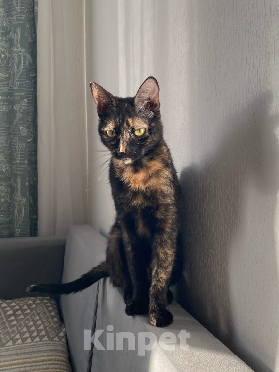 Кошки в других городах Ленинградской области: Отдам кошку Девочка, Бесплатно - фото 1