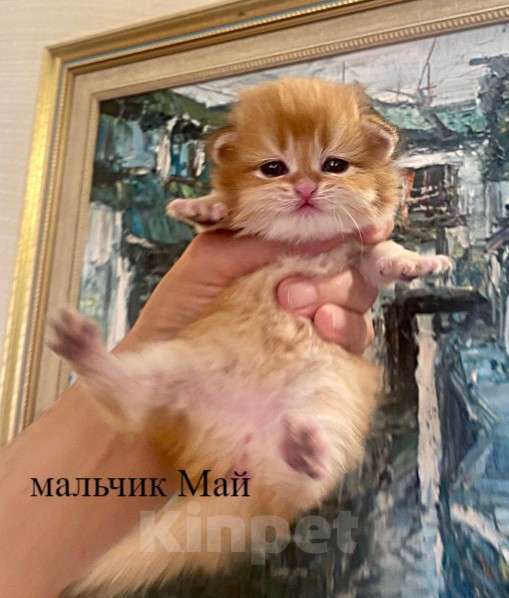 Кошки в Челябинске: Котята золотая шиншилла Мальчик, 65 000 руб. - фото 3