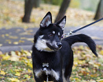 Собаки в Москве: Джекки, 5 месяцев в добрые руки Мальчик, 1 руб. - фото 6