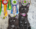 Кошки в Перми: Котята мейн-кун Девочка, 25 000 руб. - фото 8