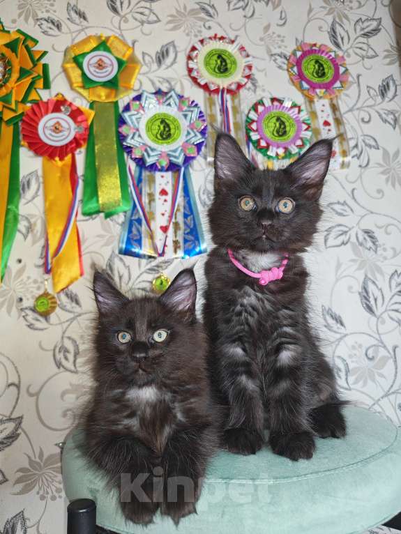 Кошки в Перми: Котята мейн-кун Девочка, 25 000 руб. - фото 8