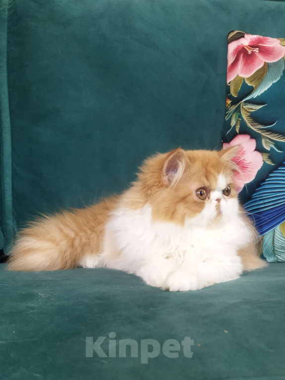 Кошки в Москве: Мега красивая ласкушечка Девочка, 30 000 руб. - фото 2