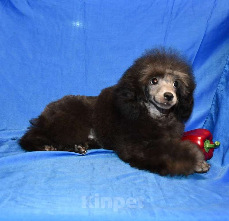 Собаки в Долгопрудном: Щенок пуделя миниатюрный серебристый Джентли Борн Рикки Мальчик, 75 000 руб. - фото 5