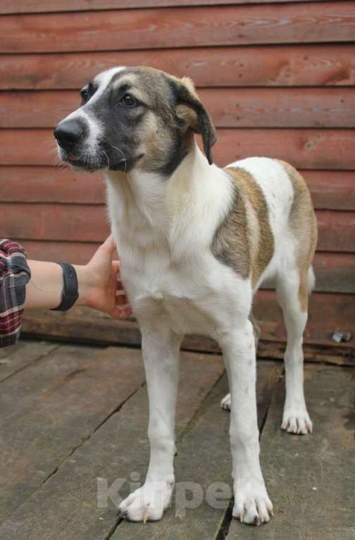 Собаки в Санкт-Петербурге: Белая леди - нежная, добрая собака-подросток Девочка, Бесплатно - фото 7