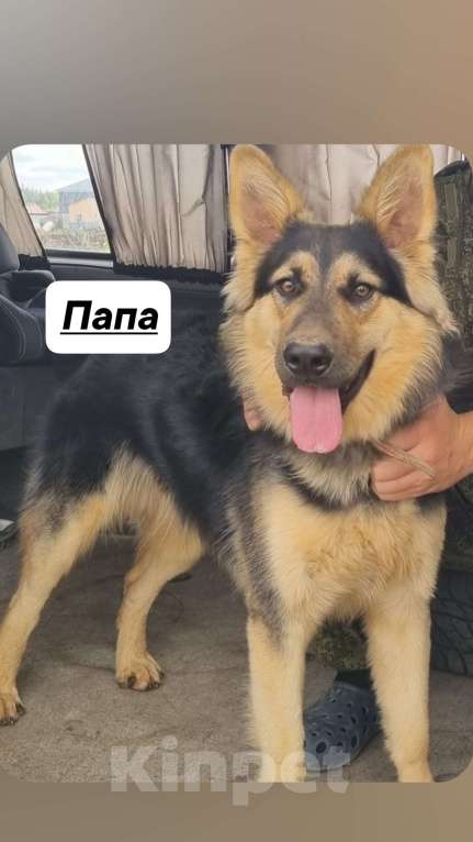 Собаки в других городах Московской области: Щенок немецкой овчарки Девочка, 20 000 руб. - фото 5