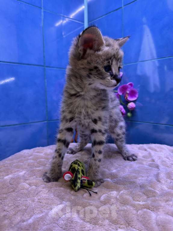 Кошки в Краснодаре: Африканский котенок Мальчик, 230 000 руб. - фото 1