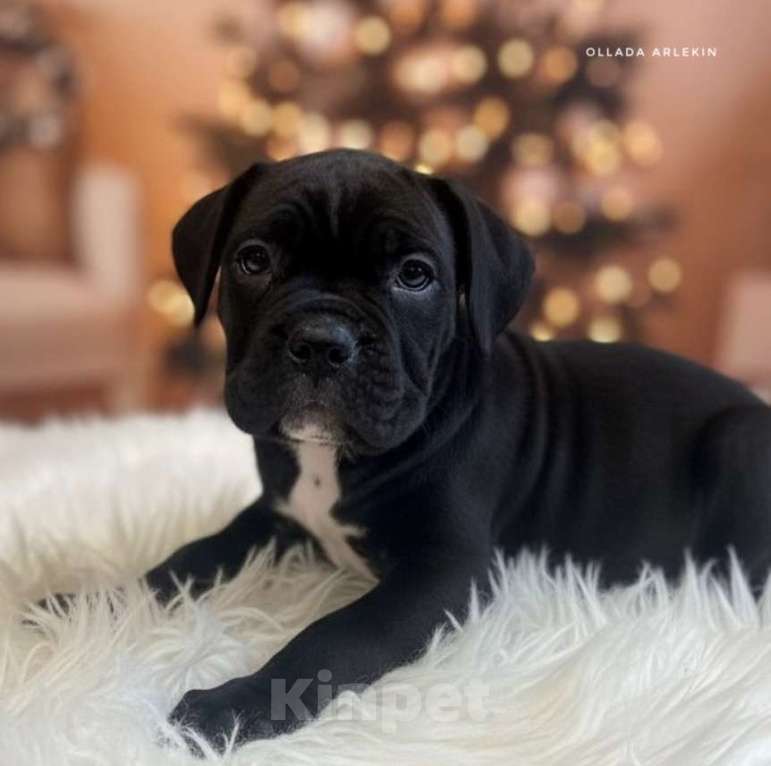 Собаки в Москве: Чёрная девочка кане корсо Девочка, 90 000 руб. - фото 1