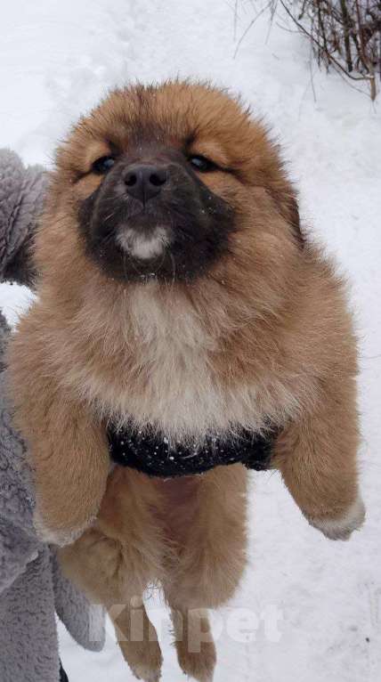 Собаки в Москве: в добрые руки Девочка, Бесплатно - фото 3