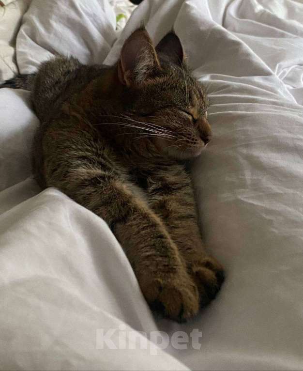 Кошки в Пятигорске: Мирочка Девочка, Бесплатно - фото 2