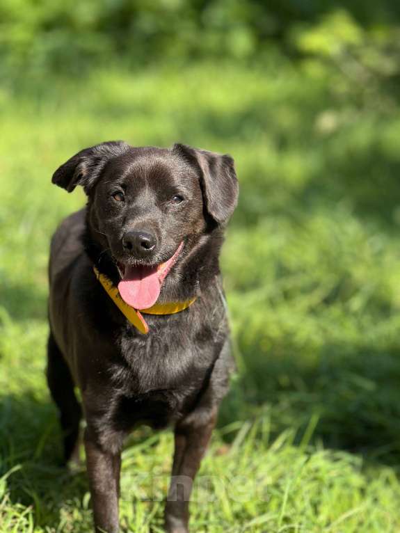 Собаки в Москве: Щенок Марио Мальчик, Бесплатно - фото 2