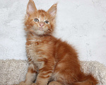 Кошки в Мурманске: Maine-coon Мальчик, 35 000 руб. - фото 4